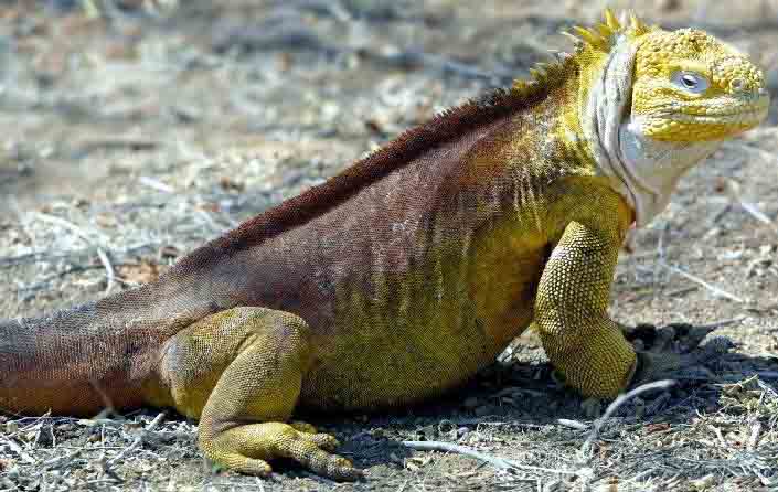 Conolophus
